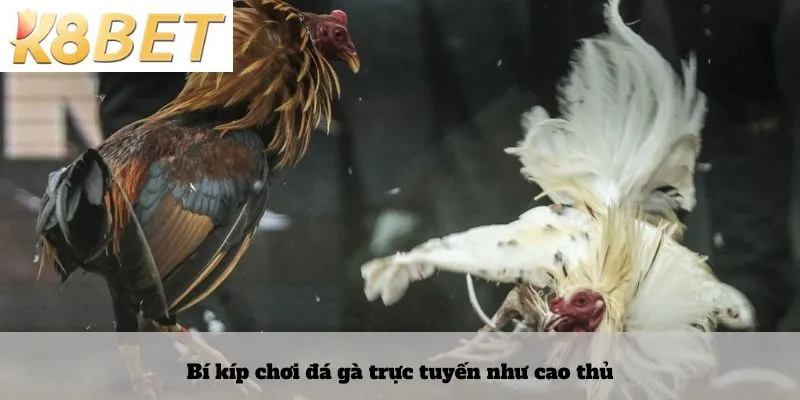 Bí kíp chơi đá gà trực tuyến như cao thủ