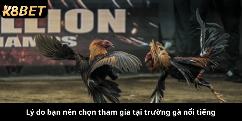 Lý do bạn nên chọn tham gia tại trường gà nổi tiếng