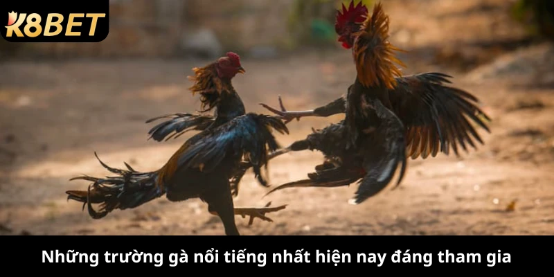 Những trường gà nổi tiếng nhất hiện nay đáng tham gia