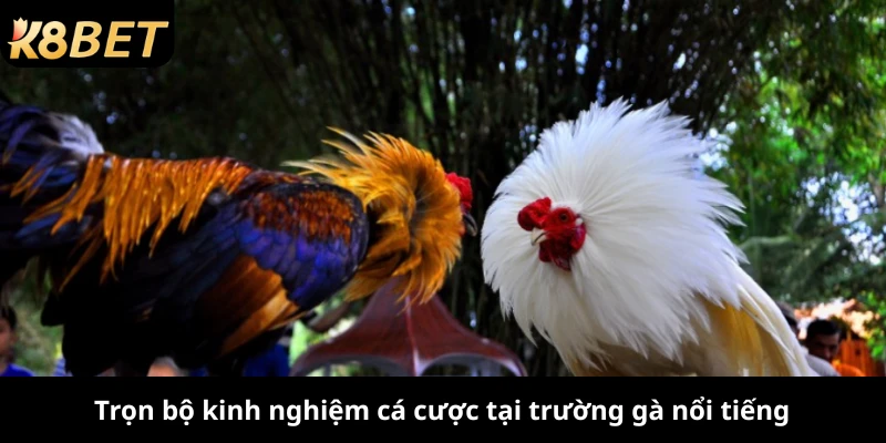 Trọn bộ kinh nghiệm cá cược tại trường gà nổi tiếng